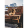 Amblers Safety 261 Safety Boots — Honey